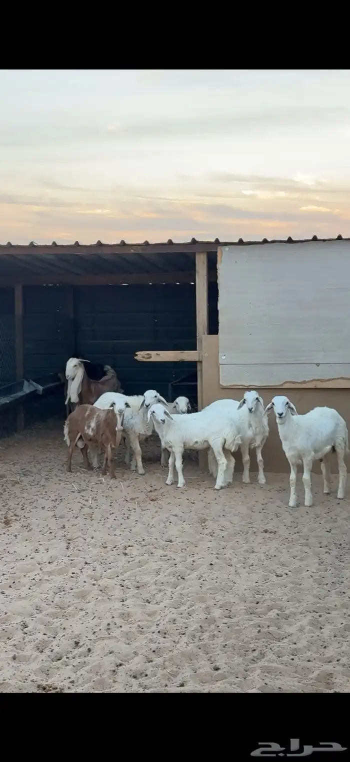 ذبايح حري وتيوس 6