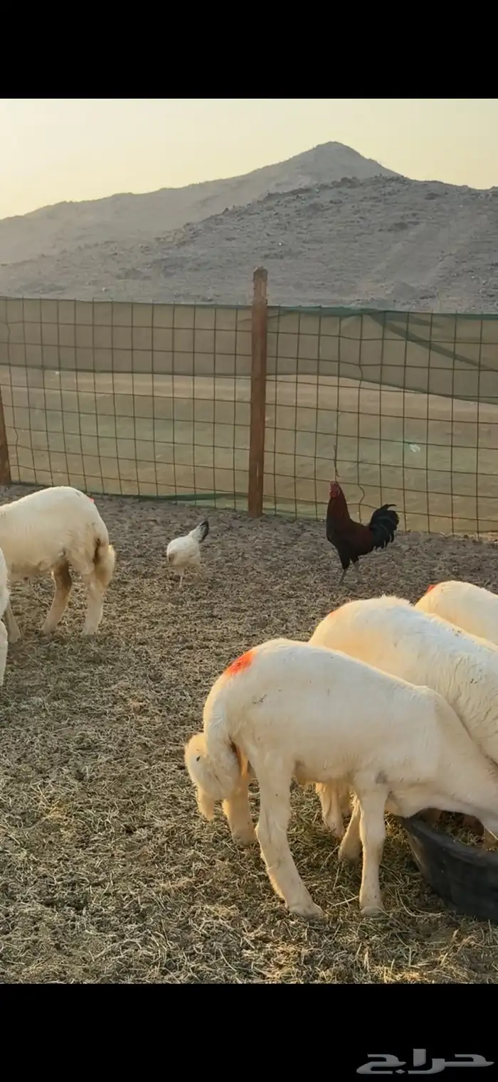 جدة الحرازات خلف محطة الصحاري 4