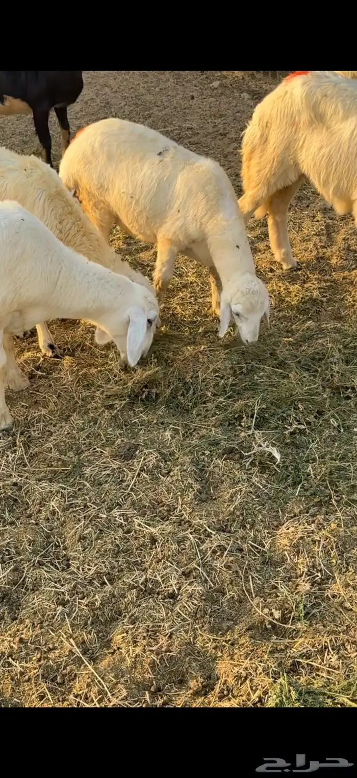 جدة الحرازات خلف محطة الصحاري 5