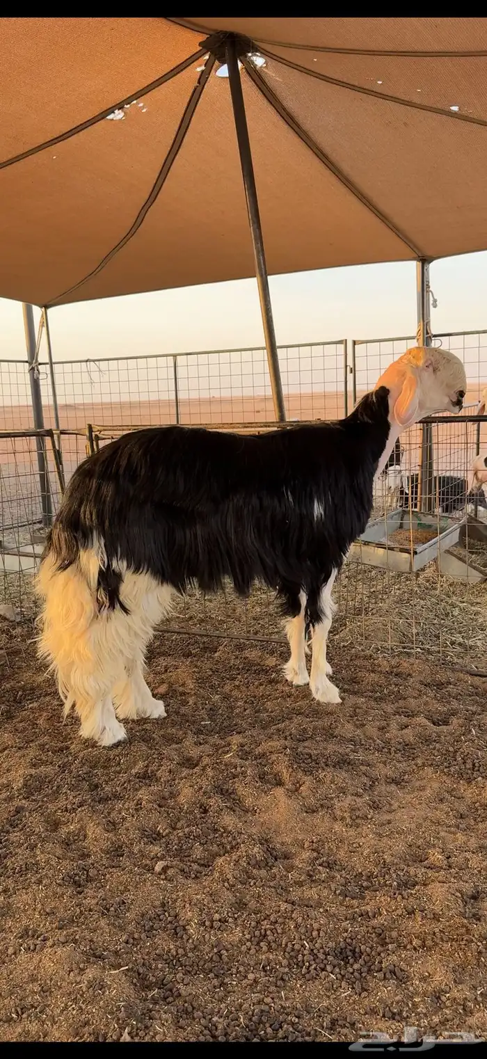 فحل نجدي خصم 2