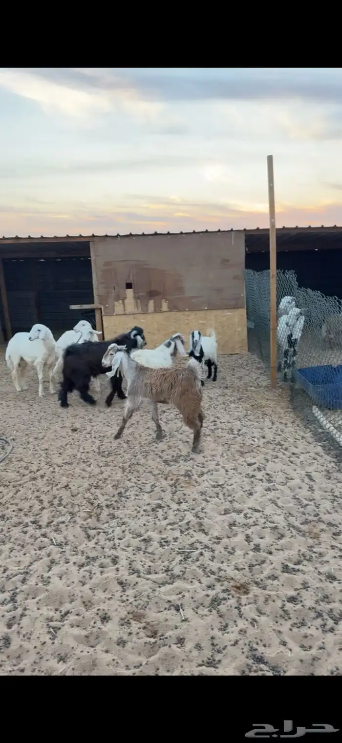 ذبايح حري وتيوس 0