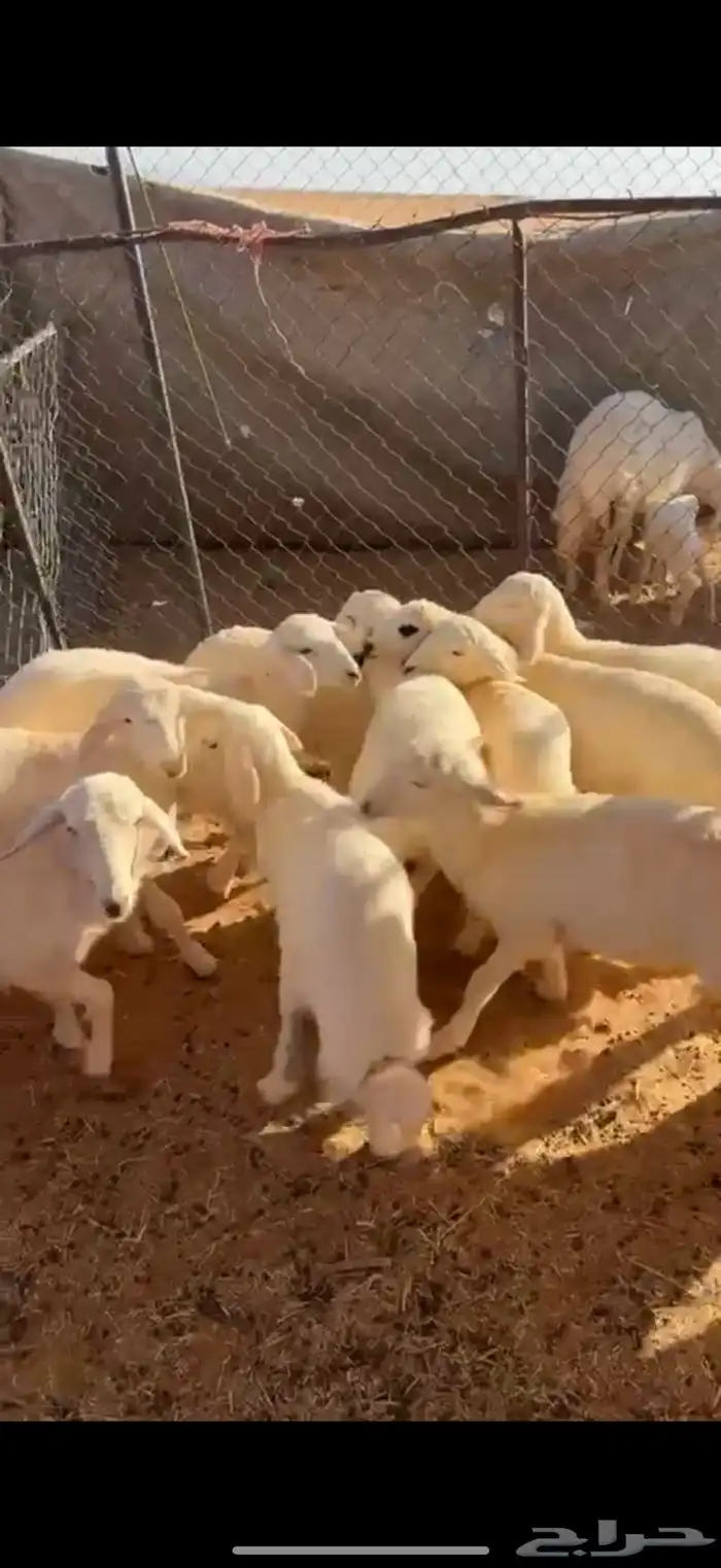 بهم حري مشروط 3