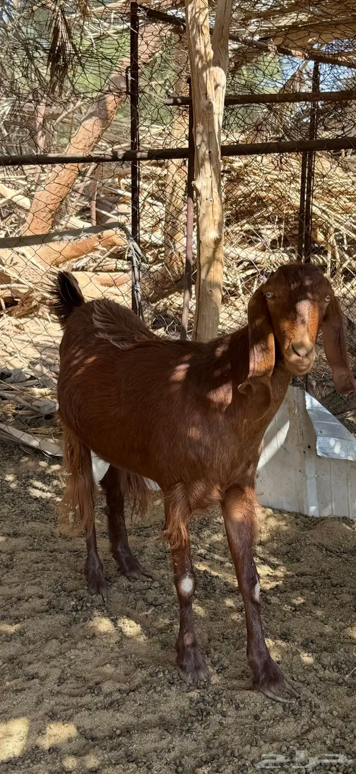 عنز رباع سمين حايل 0