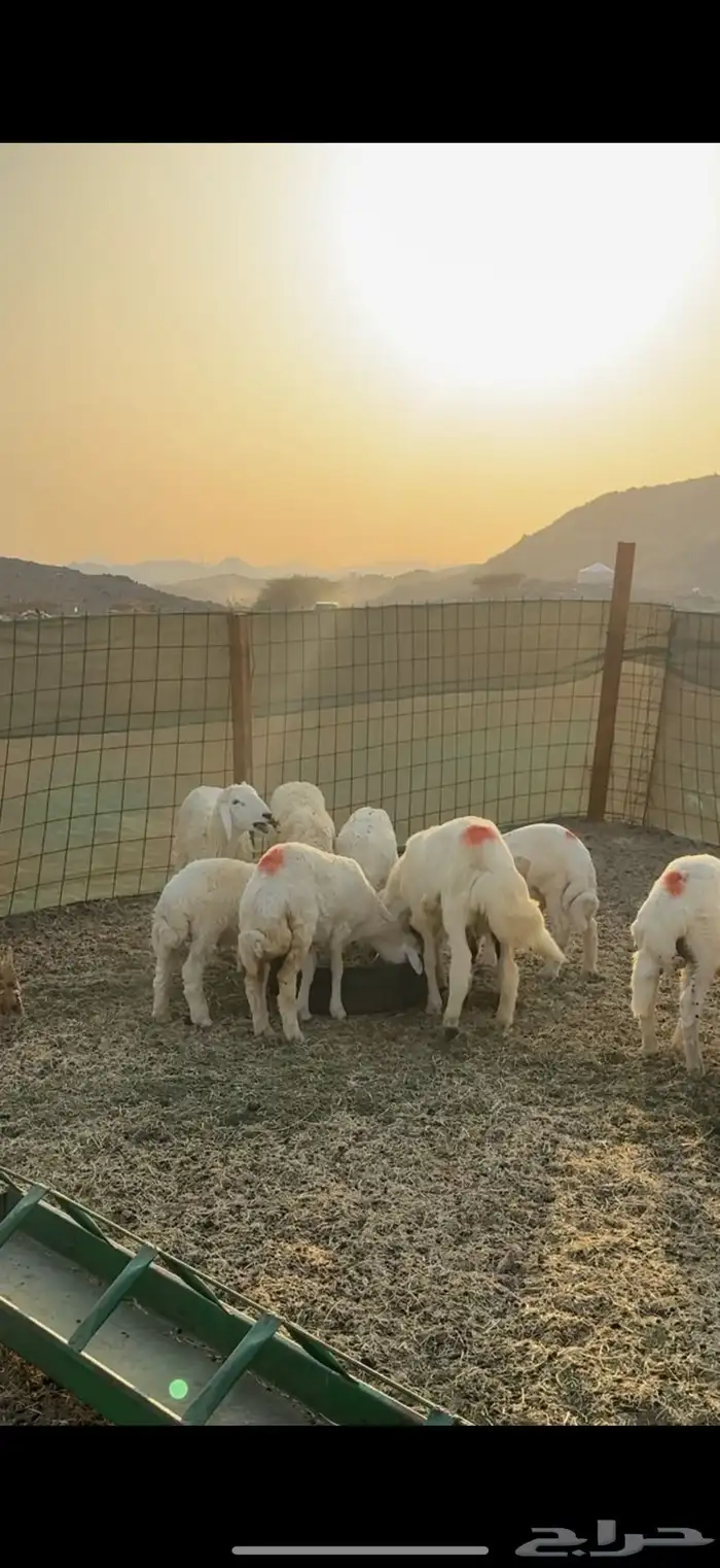 جدة الحرازات خلف محطة الصحاري 6