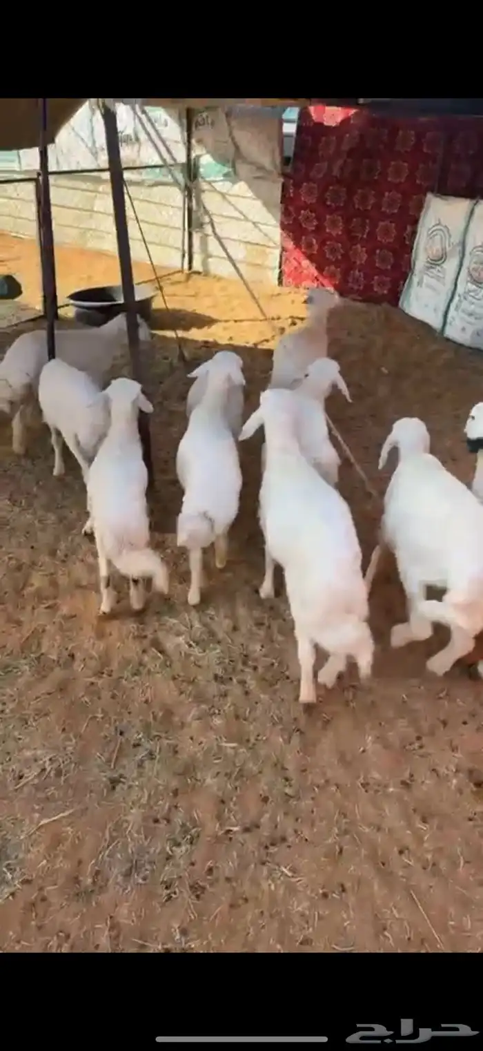 بهم حري مشروط 1