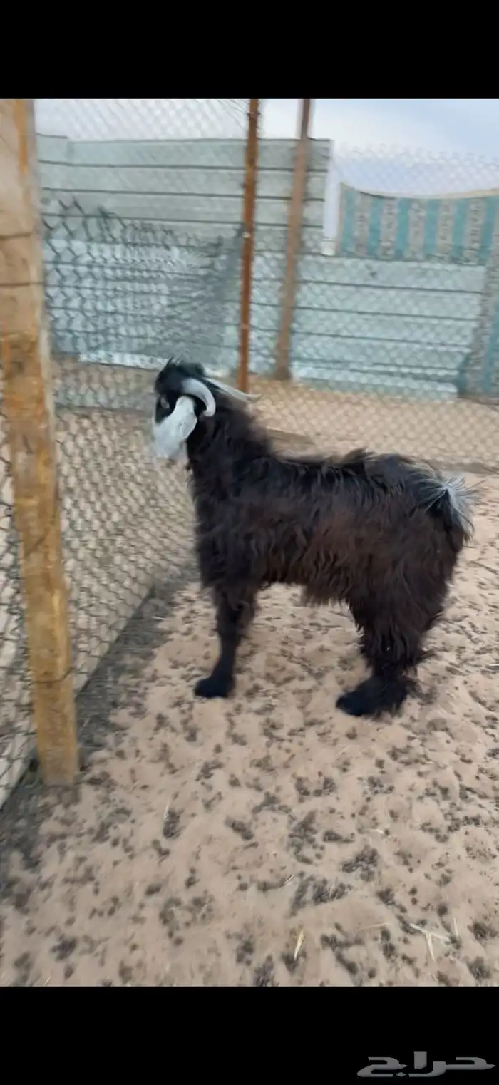 ذبايح حري وتيوس 1