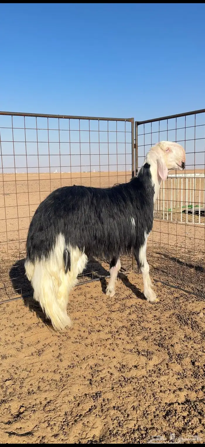 فحل نجدي خصم 0