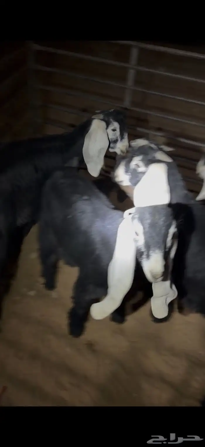 تيوس عوارض لبانيات 6