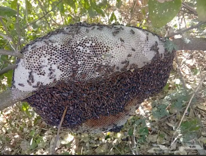 عسل سدر حر 6