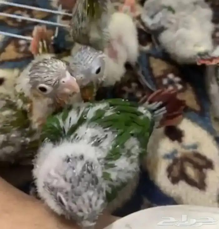 فروخ كنيور 0