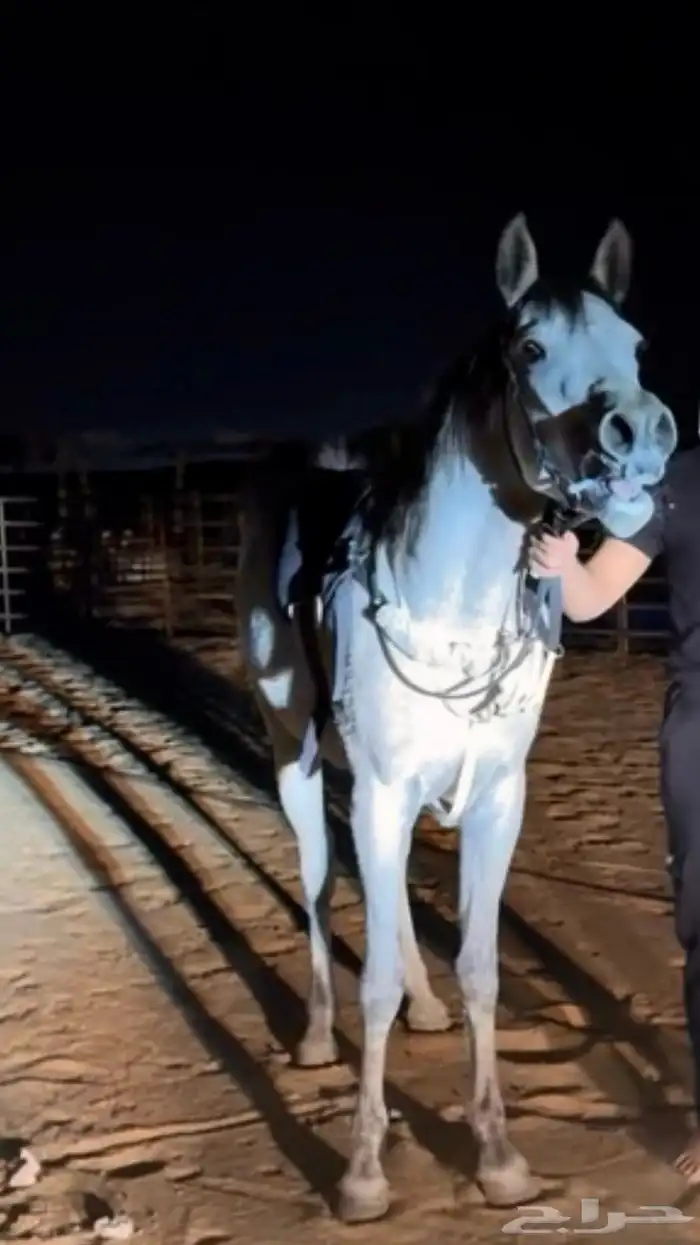 مهر واهو والبيع بدون ورق 0