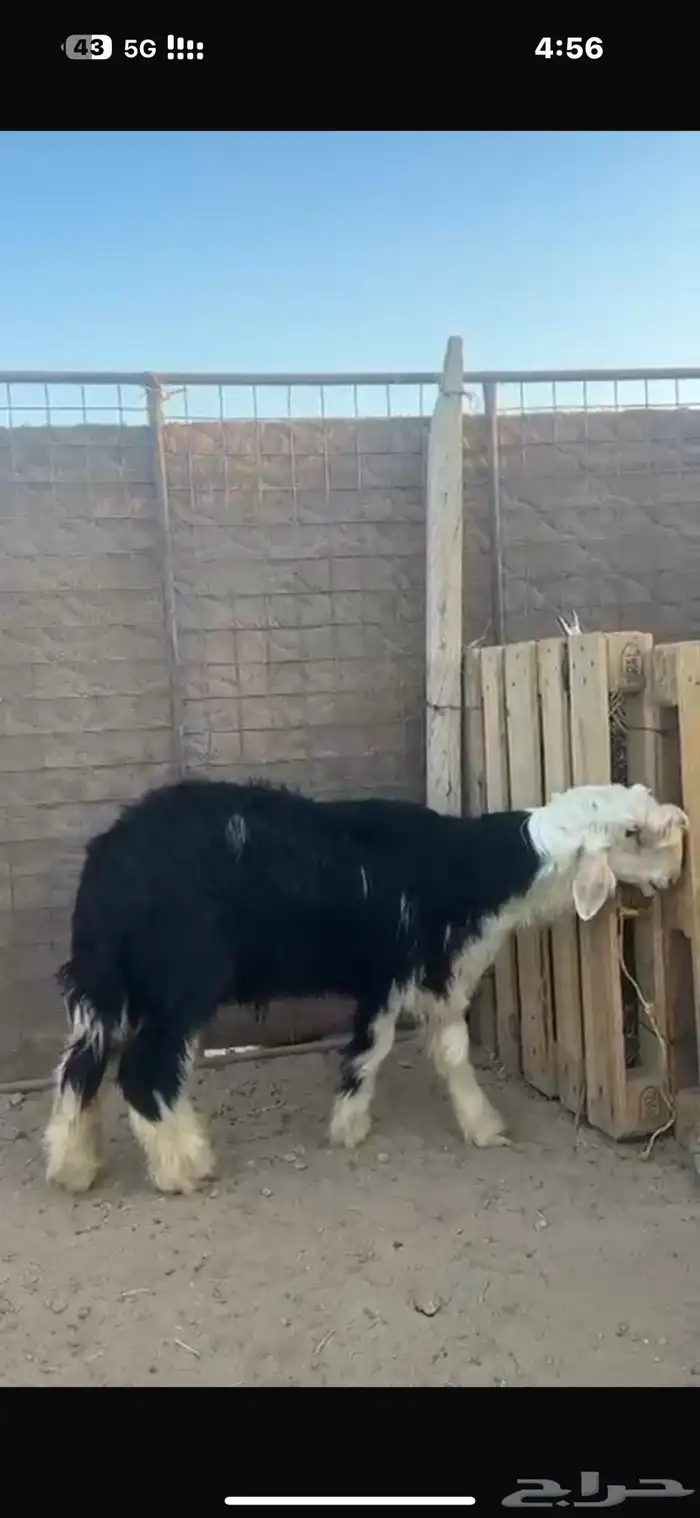 للبيع طلي نجدي 0