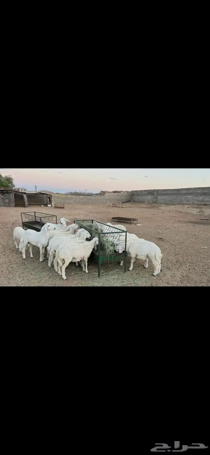 بهم سمان ونظيف 0