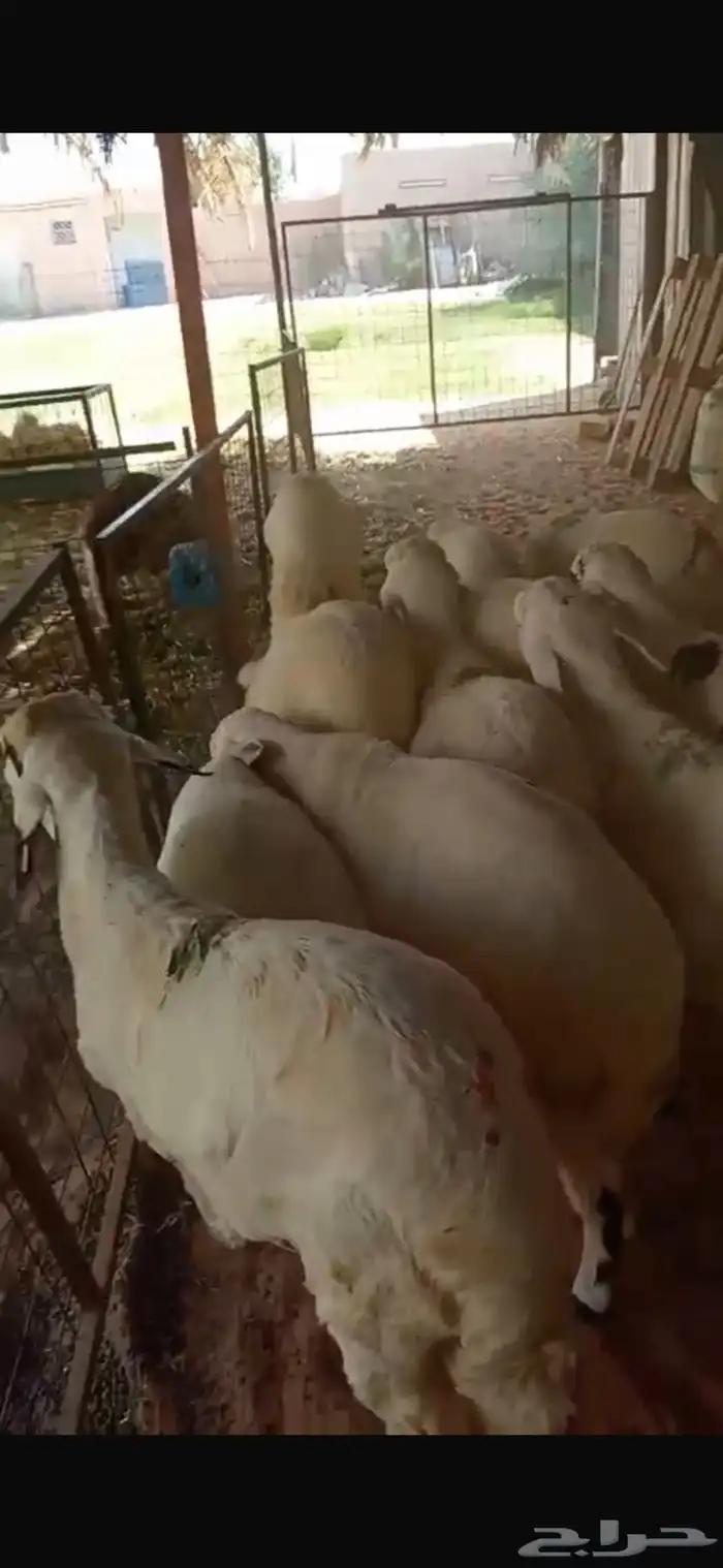 سواكن مرابي في المزرعه 2