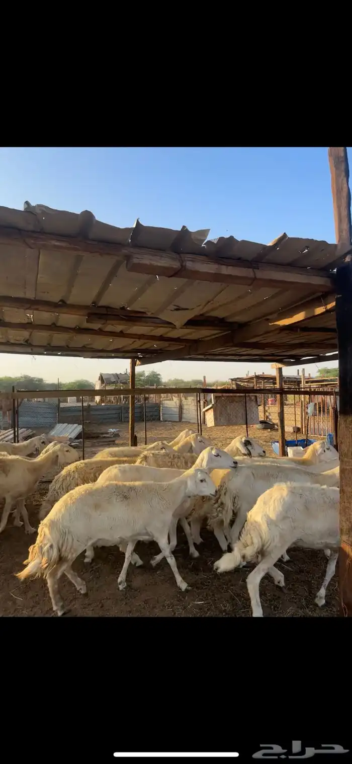 ضان حرش مضاريع ودفيع 3