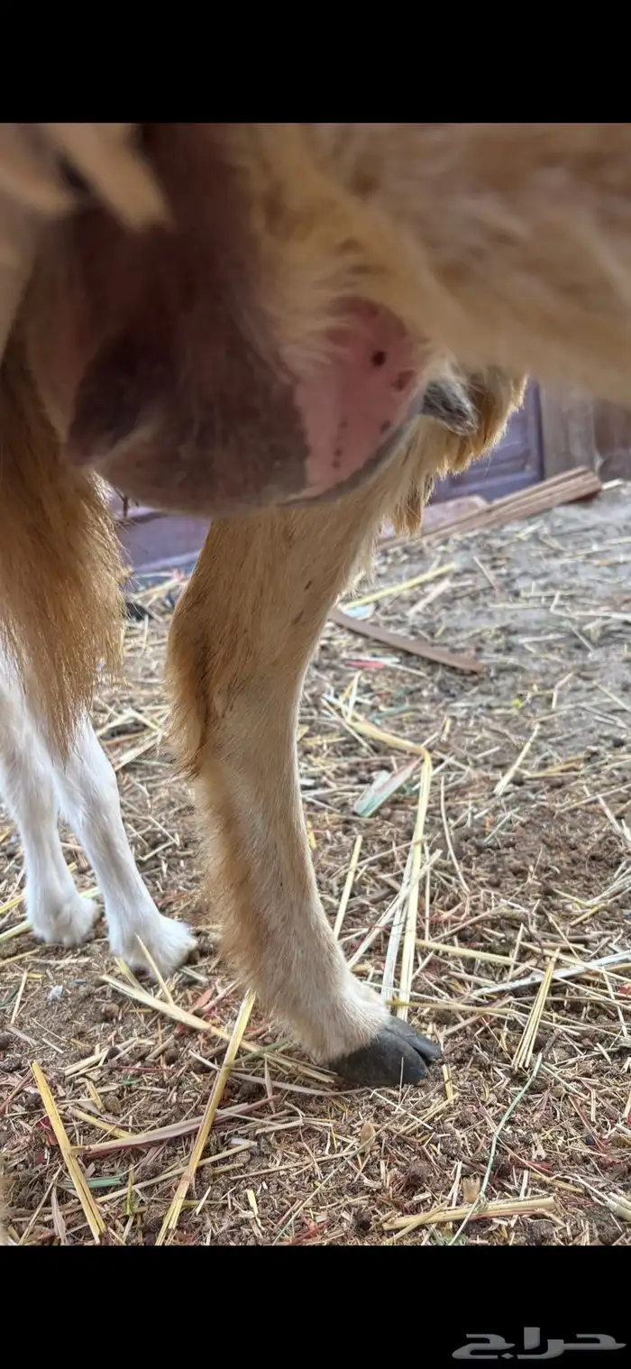 رخل حريه ثنيه والد معه طلي 6