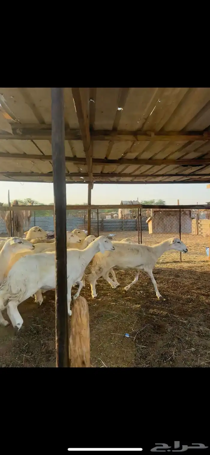 ضان حرش مضاريع ودفيع 2