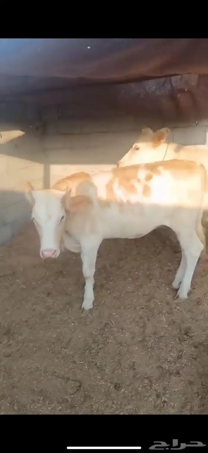 عجلات اعمارهم سنه وتزيد شويه 1