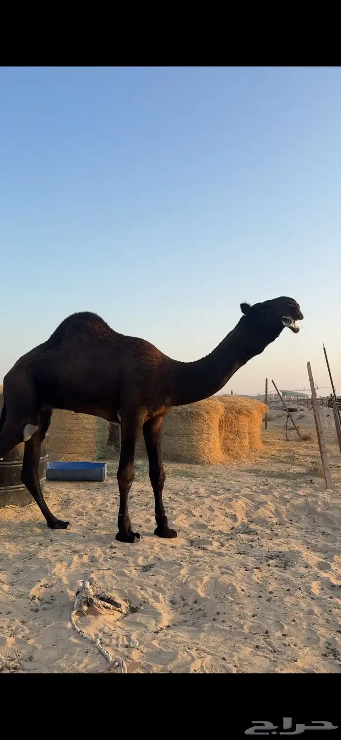 جذع لطام على ولد فزاع بن شري 0