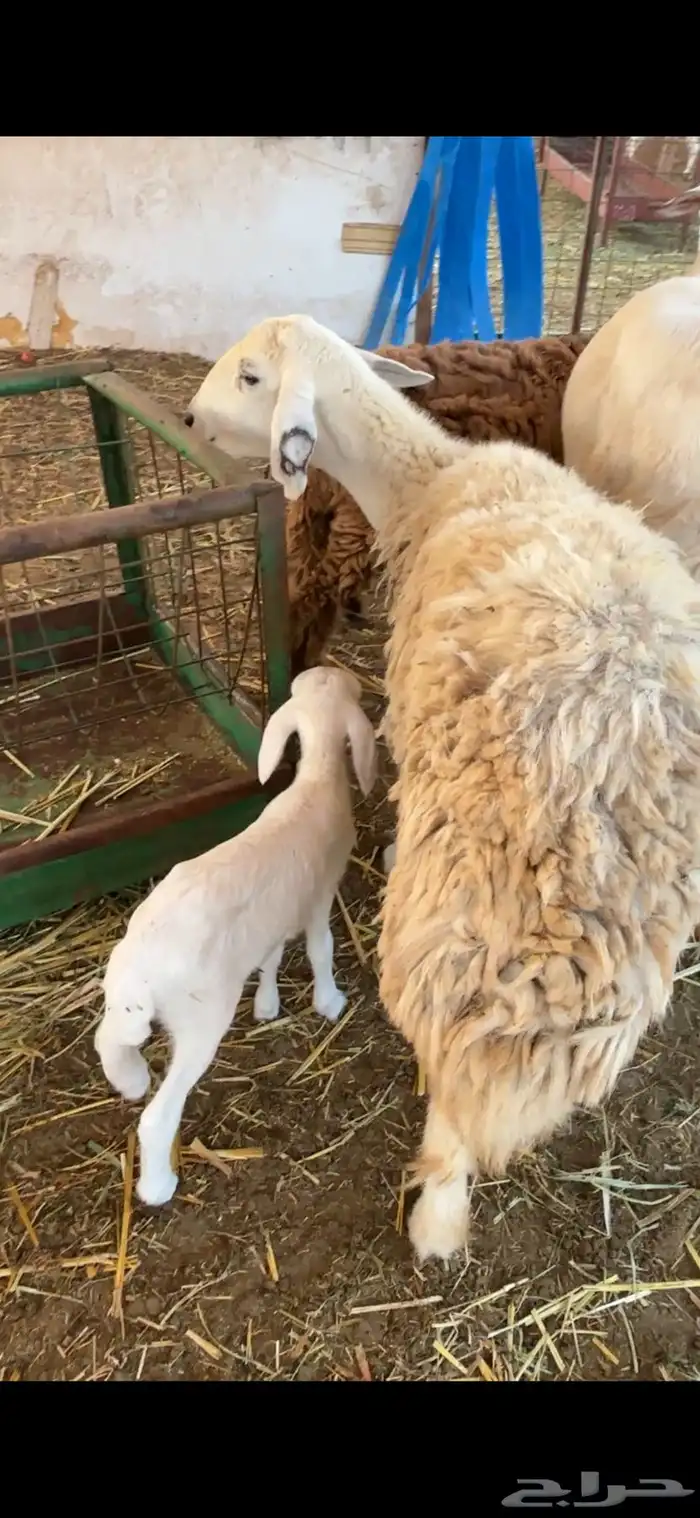 رخل حريه ثنيه والد معه طلي 3