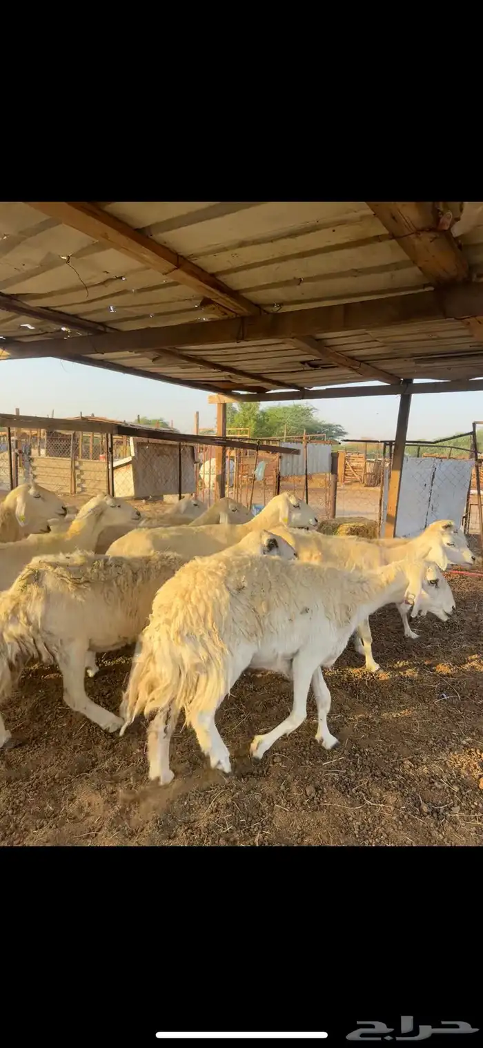 ضان حرش مضاريع ودفيع 0