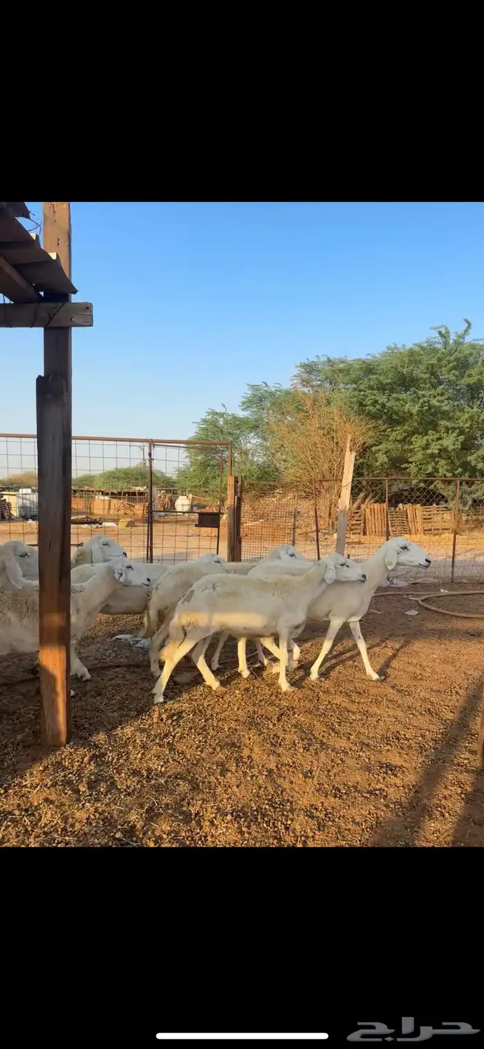 ضان حرش مضاريع ودفيع 4