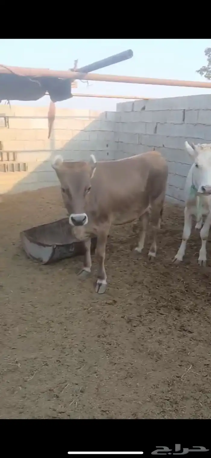 عجلات اعمارهم سنه وتزيد شويه 0