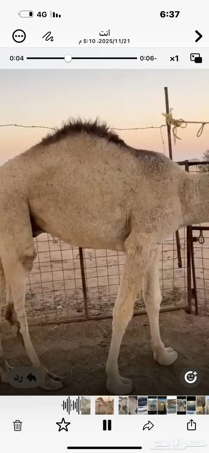 قعود مفرود عمره 12 شهر الحاشي جبر لحم وشحم 0