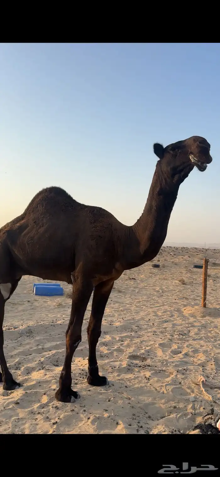 جذع لطام على ولد فزاع بن شري 2