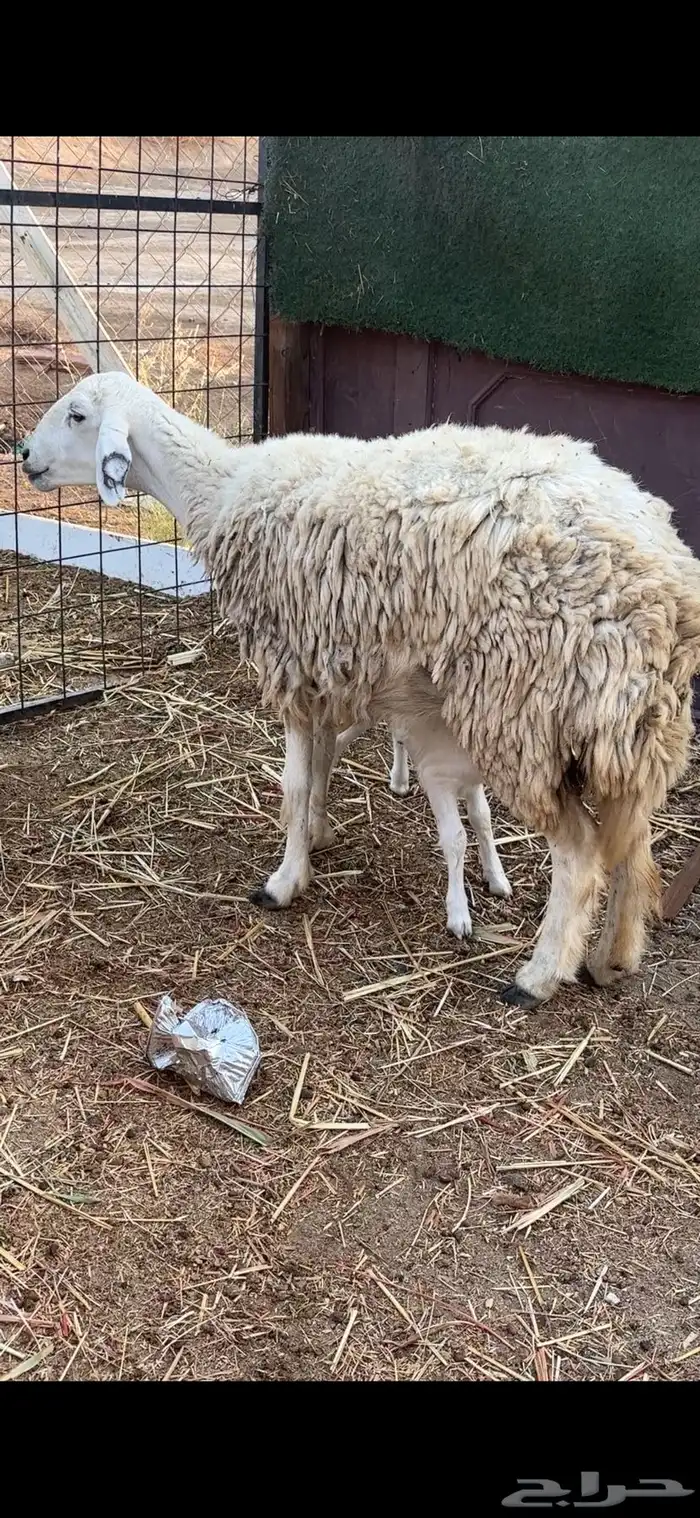 رخل حريه ثنيه والد معه طلي 5