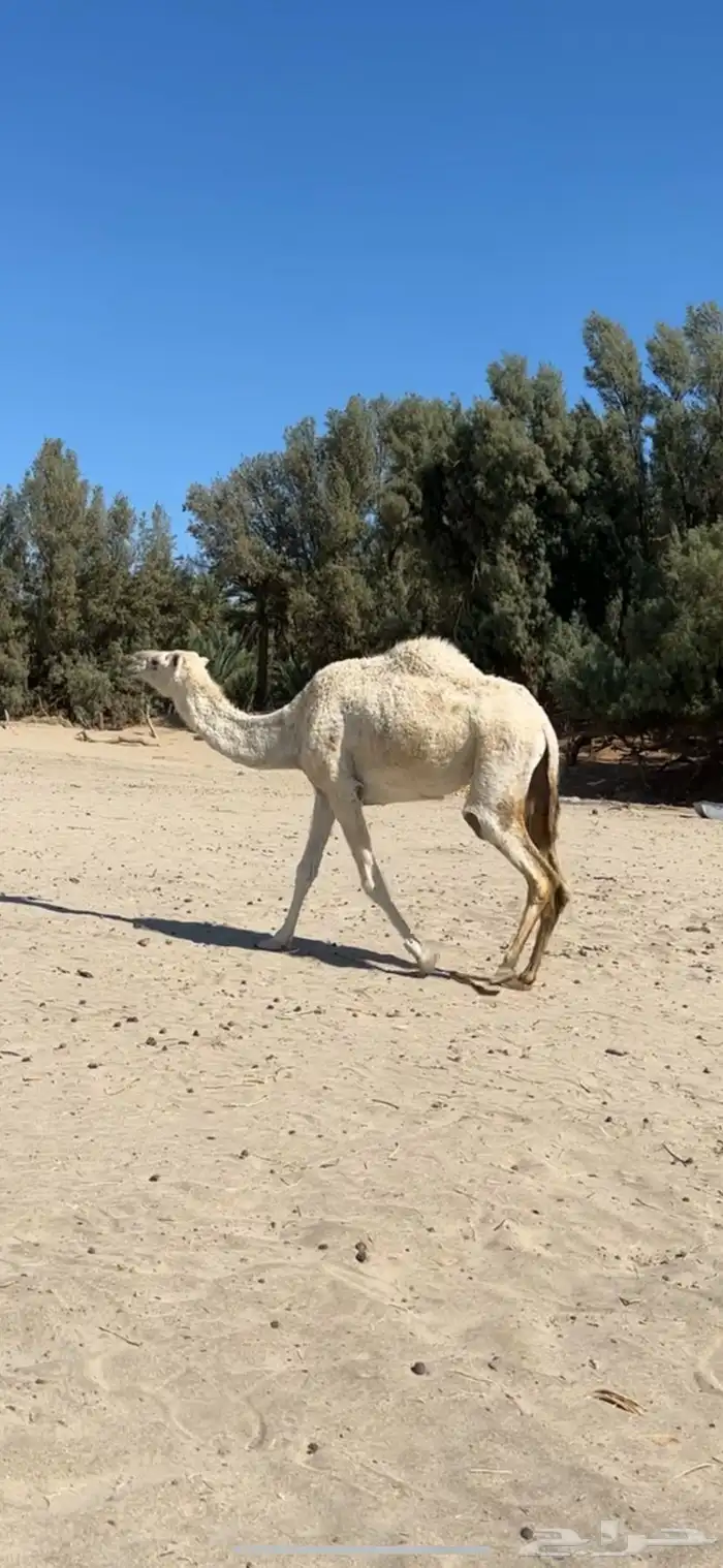 ضروبه رباع ناقه انتاج وعظم طيب 2