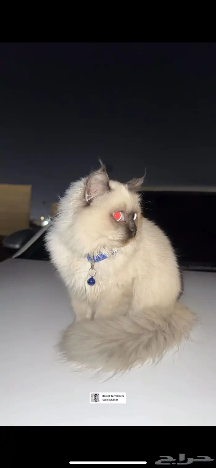 قطه شيرازي لعوب نظيف يسمع الكلام 2