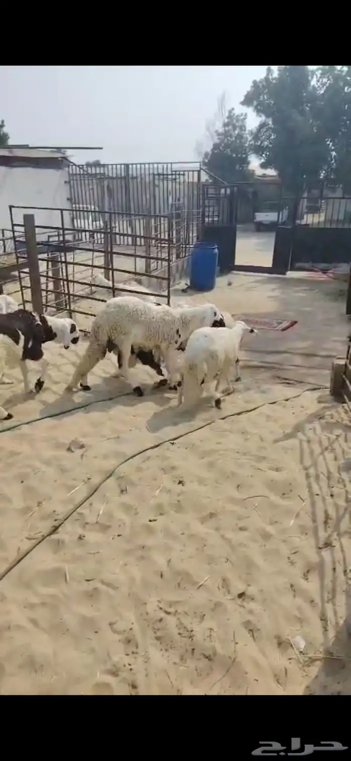 جذعان حري ونعيم بلدي وسواكني مرابي 4