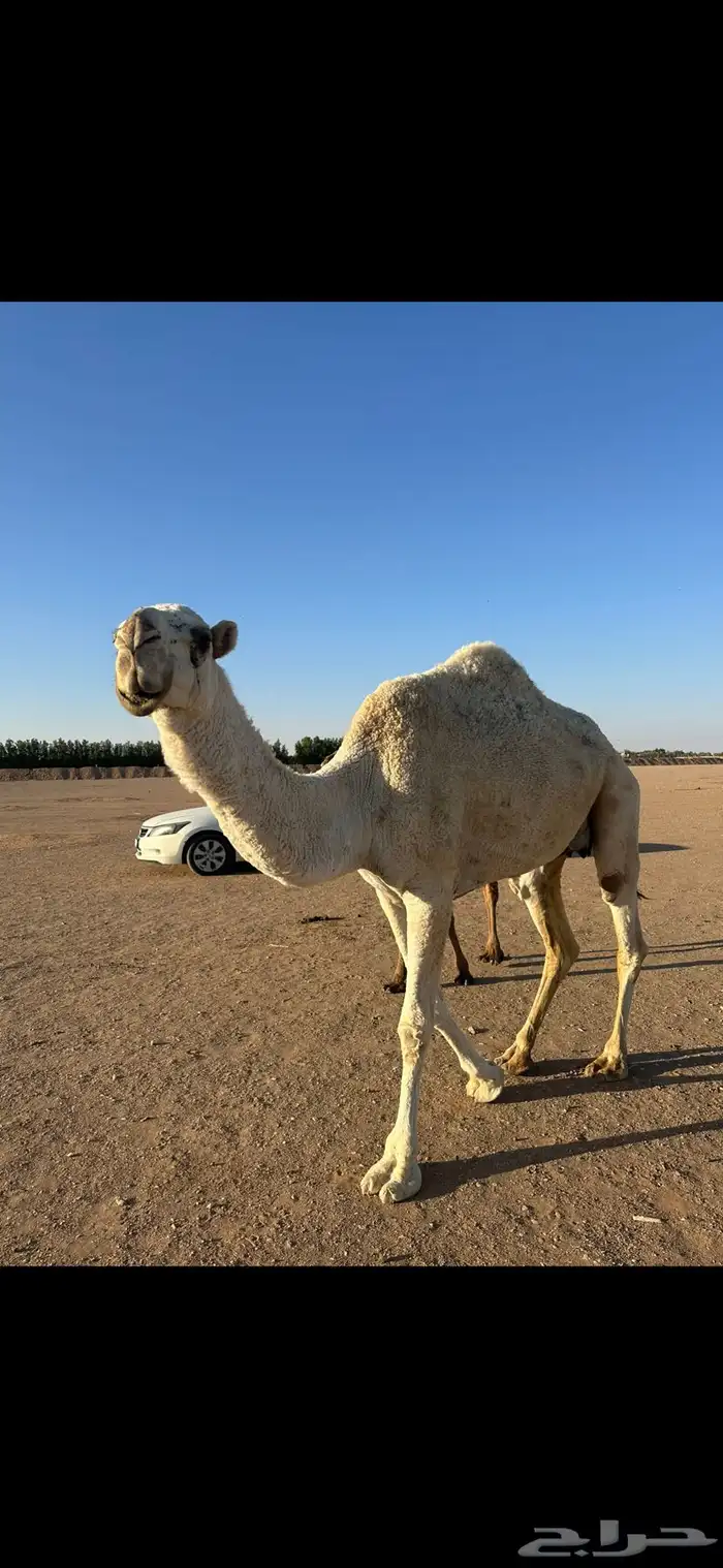 للبيع خلفه وضحا كفو تحتها بكره 2