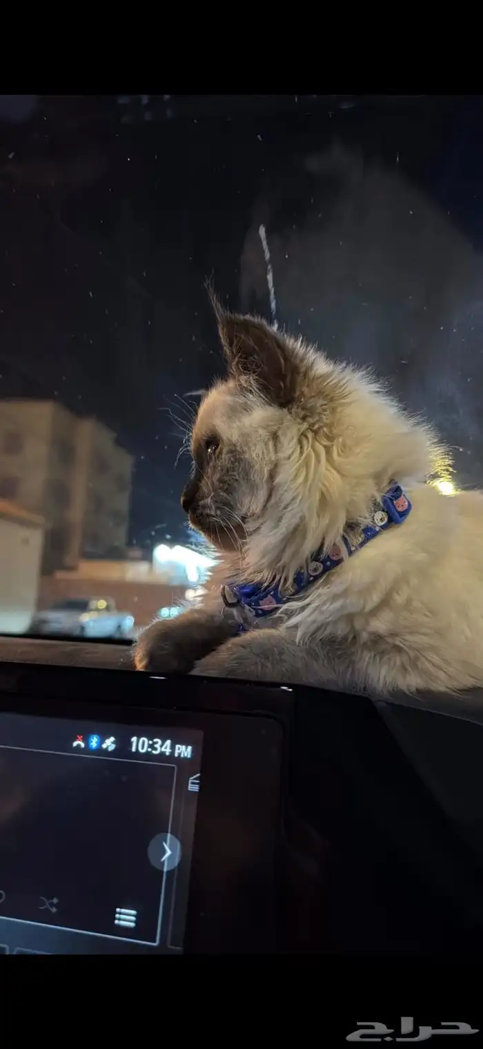 قطه شيرازي لعوب نظيف يسمع الكلام 1