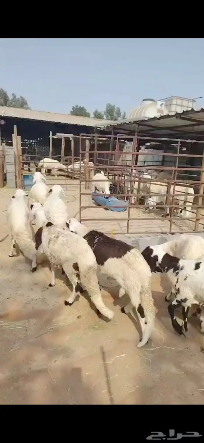 جذعان حري ونعيم بلدي وسواكني مرابي 3