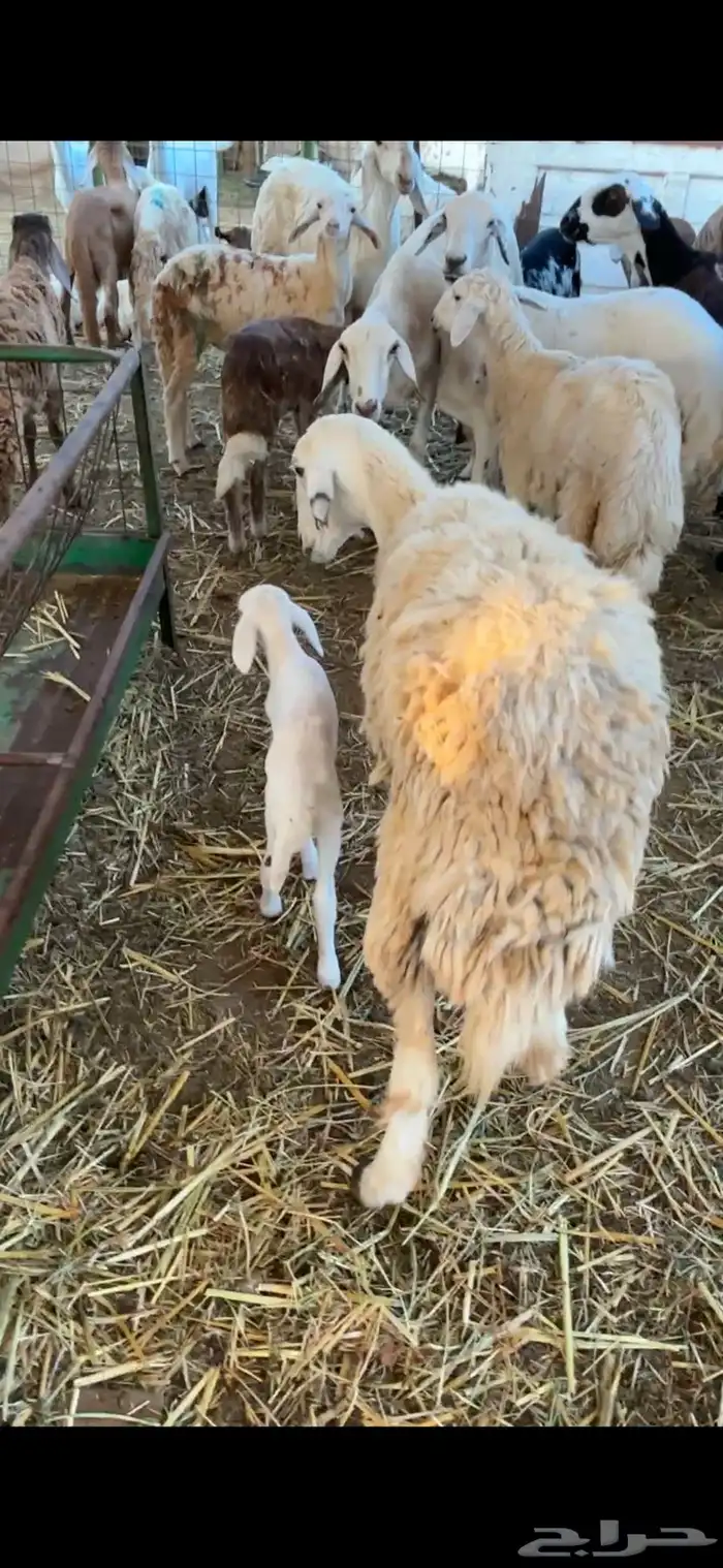 رخل حريه ثنيه والد معه طلي 0