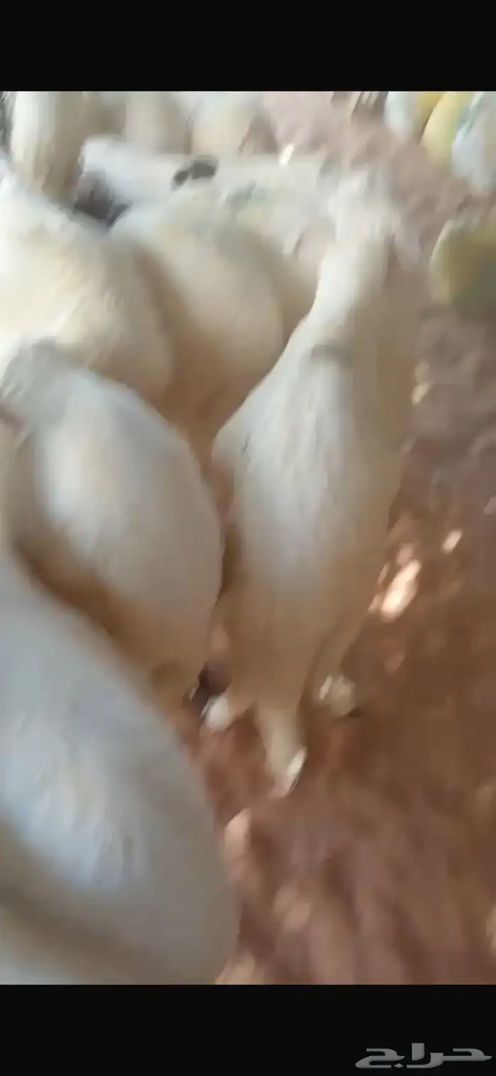 سواكن مرابي في المزرعه 0