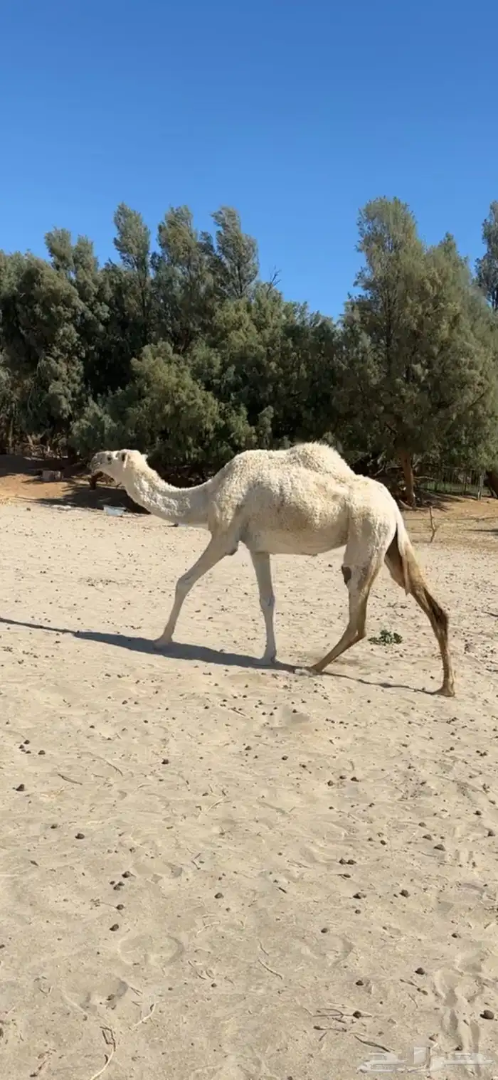 ضروبه رباع ناقه انتاج وعظم طيب 0