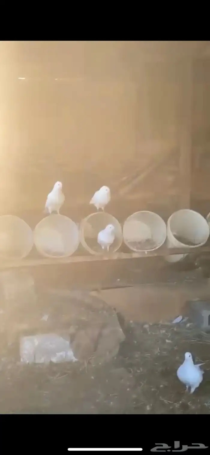 حمام فرنسي  وز 1