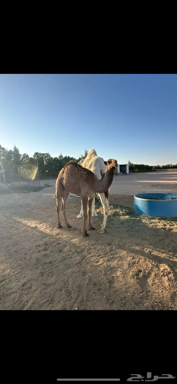 للبيع خلفه وضحا كفو تحتها بكره 4