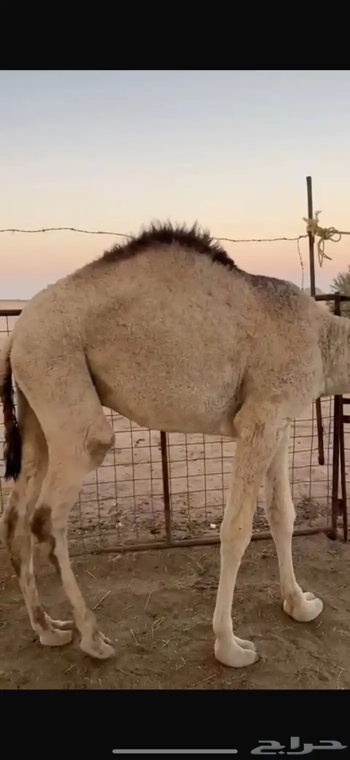 قعود مفرود عمره 12 شهر الحاشي جبر لحم وشحم 1