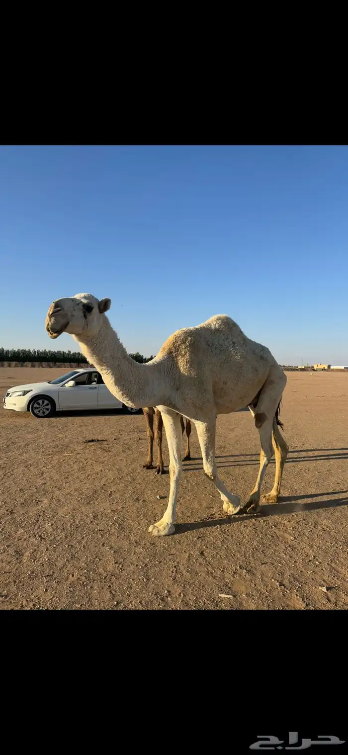 للبيع خلفه وضحا كفو تحتها بكره 3