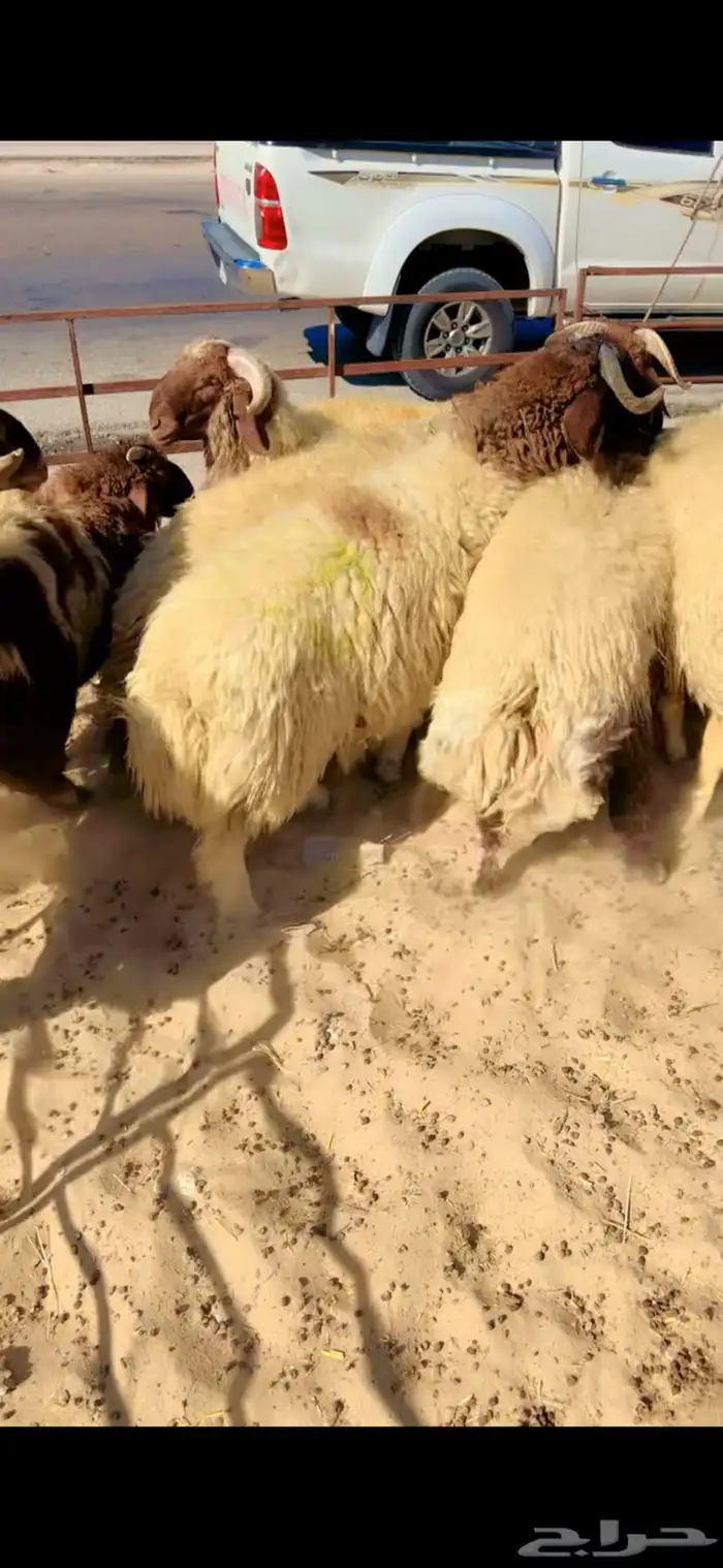 جذعان حري ونعيم بلدي وسواكني مرابي 7