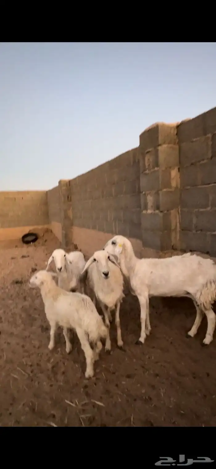 رخال العدد3 3