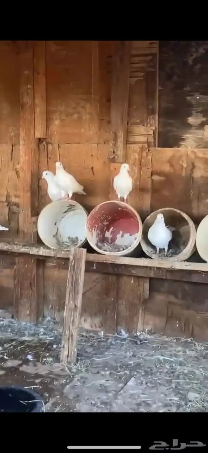 حمام فرنسي  وز 0