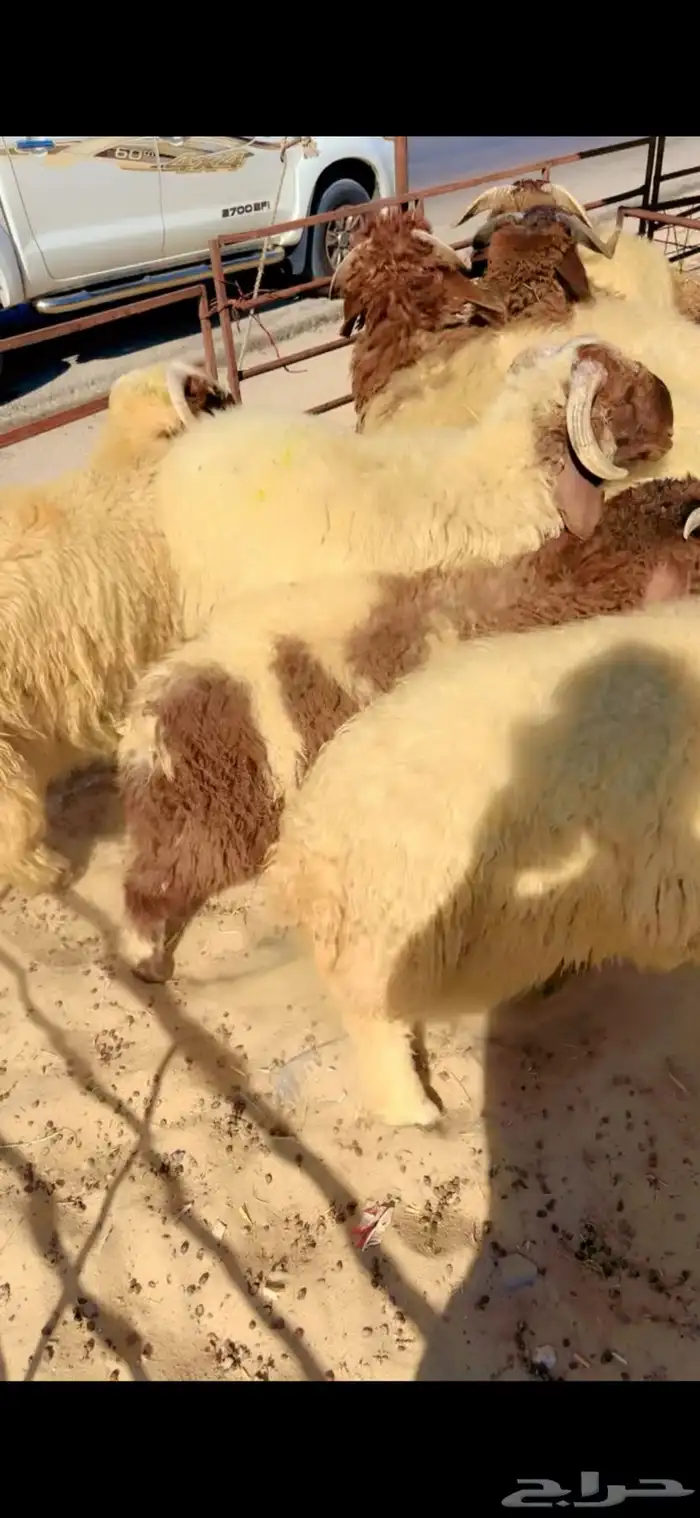 جذعان حري ونعيم بلدي وسواكني مرابي 6