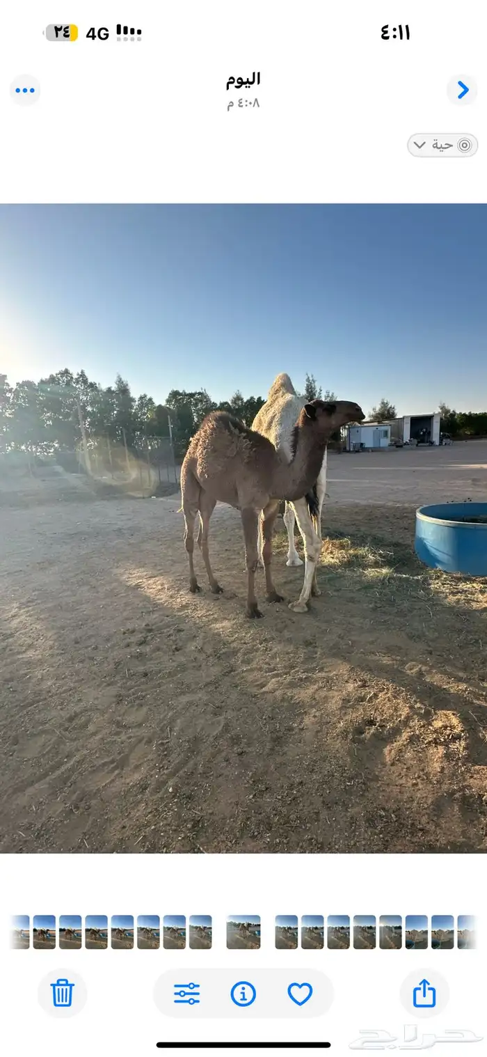 للبيع خلفه وضحا كفو تحتها بكره 5