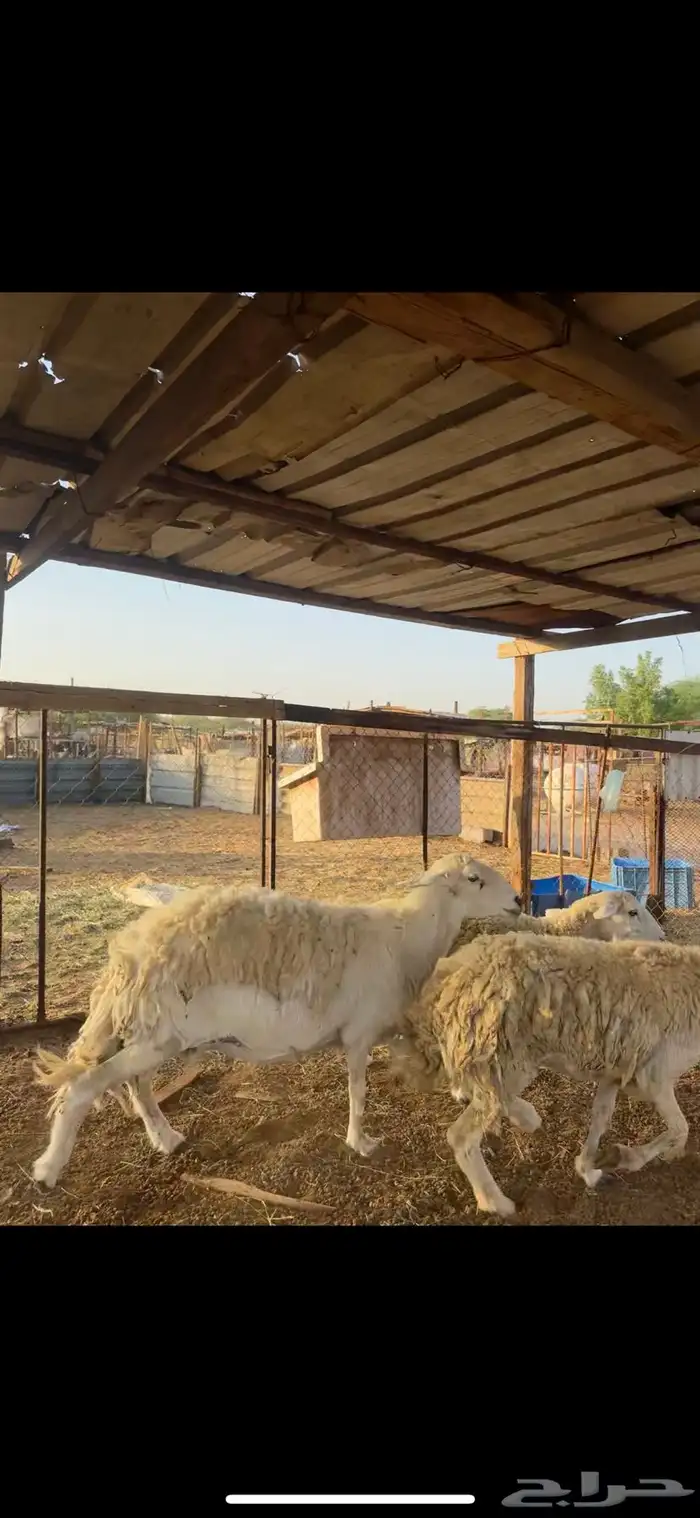 ضان حرش مضاريع ودفيع 1