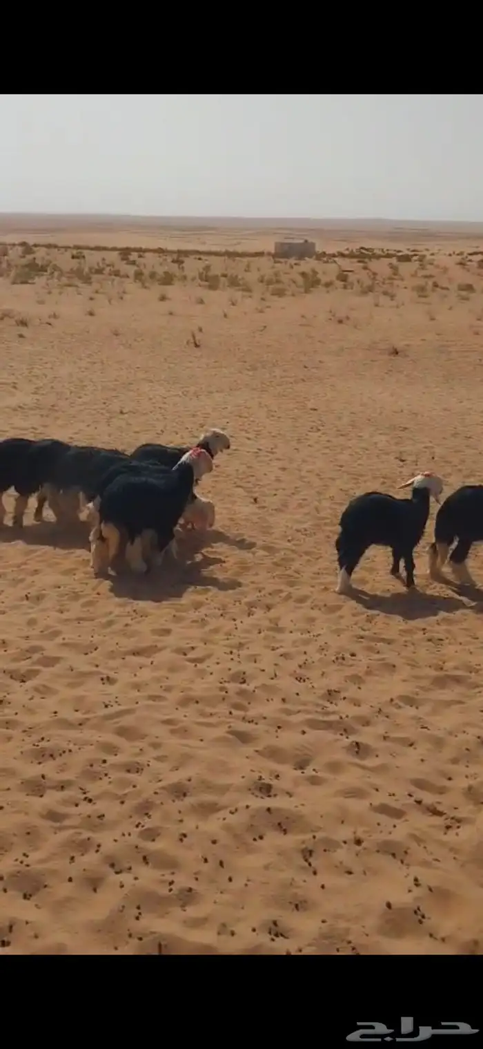 لبيع رخال نجد منوت القناي تم البيع خارج الموقع 0